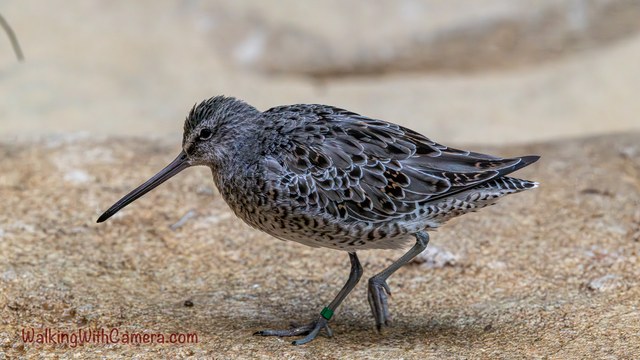 A long-billed shorebird stands on a pale rocky surface. Fine patterns cover its gray-brown feathers, and a colored band is visible on one leg.