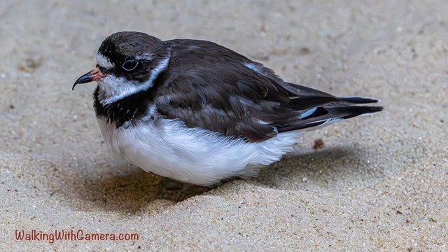 A small black-and-white shorebird rests low on pale sand. A white band outlines its neck, and the dark upper feathers contrast with its white belly.