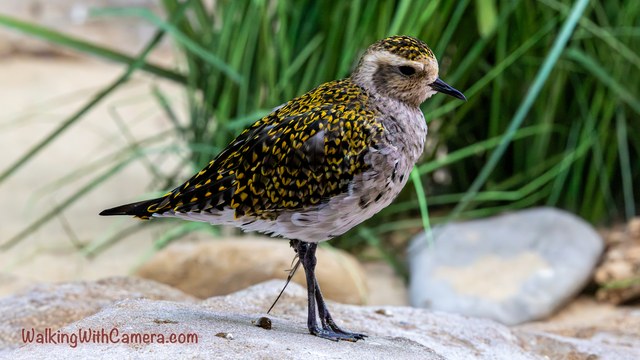 A shorebird stands on pale rocks beside tall green leaves. Gold and dark markings cover its back, and its slim dark legs contrast with the light ground.