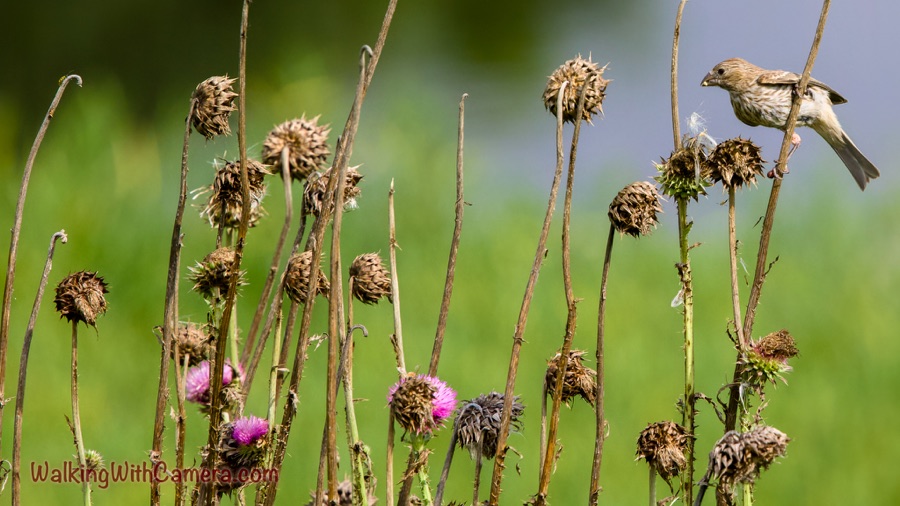 A small brown streaked bird perched among dried seed heads, with a pale seed at its bill.