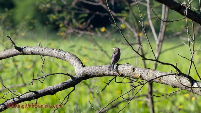A small brown-gray bird sits upright on a curved branch above grass.