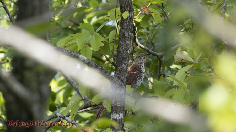 Brown Thrasher partly concealed beside a vertical tree trunk, with its eye, curved bill, rusty back and streaked chest visible through foliage.