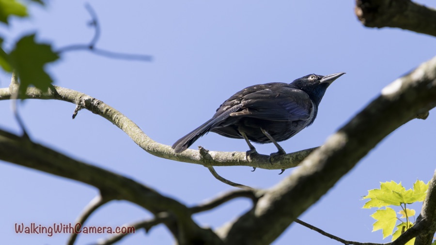 Common Grackle perched on a curved branch, showing a pale eye and blue-violet feather sheen against blue sky and crossing foreground branches.
