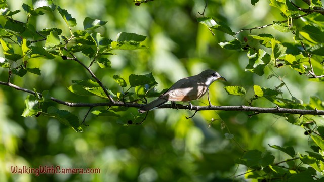 An iridescent dark bird perches on a slender branch among bright green leaves.