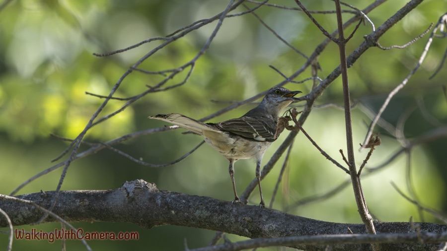 Northern mockingbird standing on a thick branch with its bill open and yellow eye visible, surrounded by crossing twigs and a soft green background.