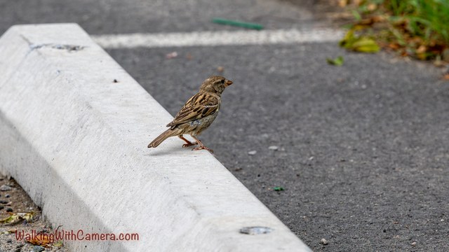 A brown sparrow stands on a concrete curb beside dark pavement.