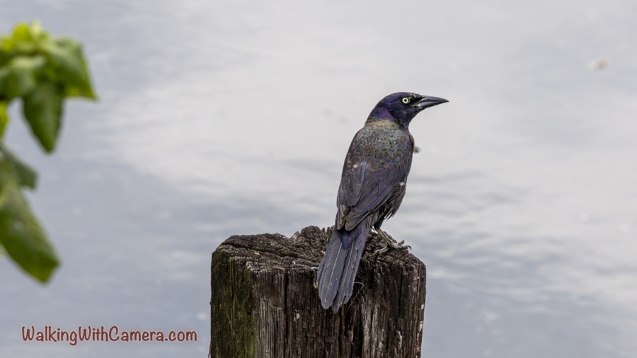 Common grackle perched on a weathered wooden post, looking right, with a pale eye and iridescent blue-purple and bronze plumage.
