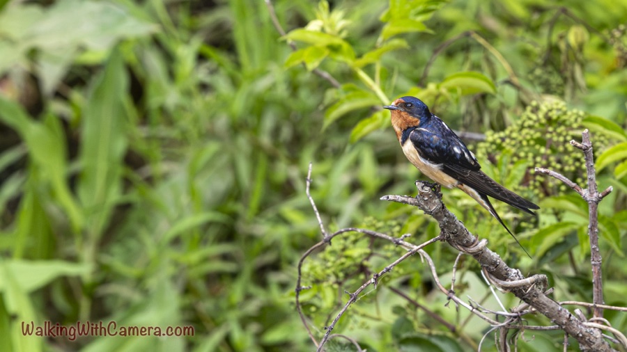 Barn swallow facing left on a bare branch amid green vegetation, showing a blue head and back, rust-colored face, pale underside, and long forked tail.