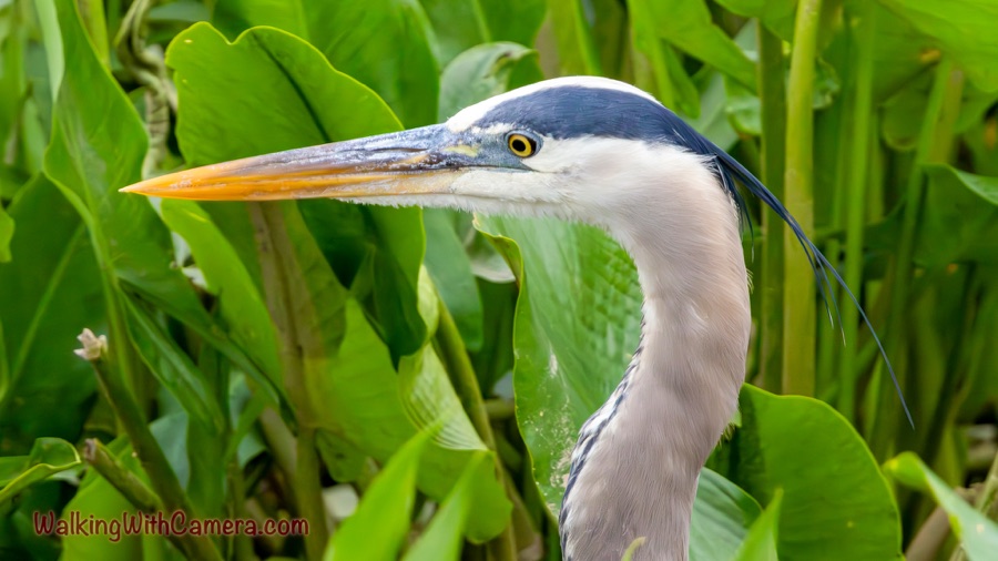 Close-up of a great blue heron's head and curved neck, with its yellow eye and long orange-yellow bill against large green leaves.