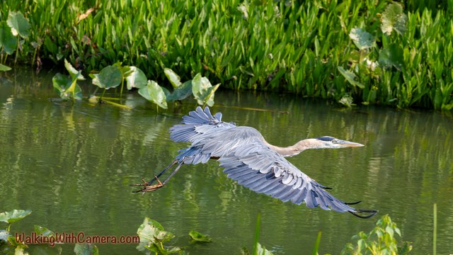 A Great Blue Heron flies low over green water with its neck extended and legs trailing. Broad gray wings fill the frame, with aquatic plants along the far edge.