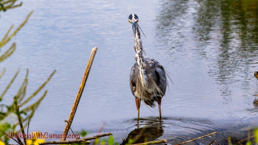 A Heron’s Direct Gaze 🐦