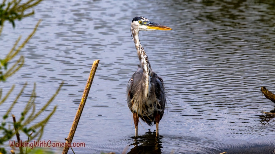 Great blue heron standing upright in water with its head turned right, showing a yellow eye, long pointed bill, and layered breast feathers.