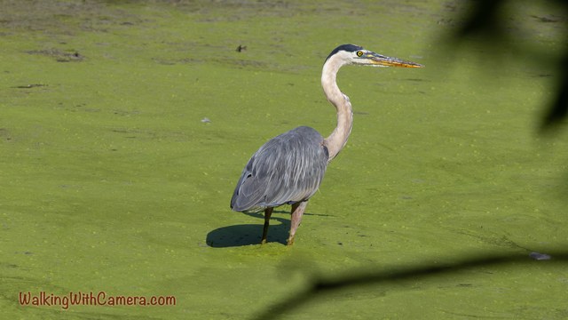A great blue heron stands in green-covered water with its long neck extended.