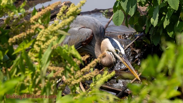 A great blue heron lowers its head among leaves and branches near the water.