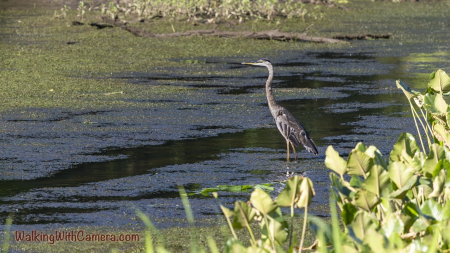 Great blue heron standing in duckweed-covered water with its long neck upright and bill pointing left, framed by bright wetland leaves at the lower right.