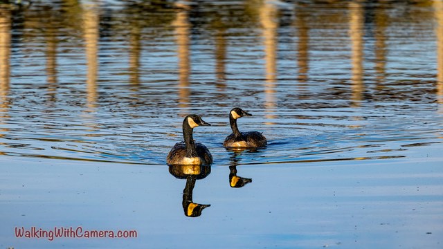 Two Canada Geese swim across rippled water. Their black necks and pale cheek patches are mirrored below them, while long vertical reflections fill the background.