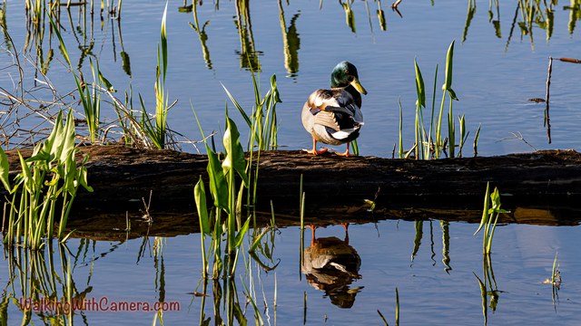 A male Mallard stands on a fallen log amid emerging green plants. The duck and the log are reflected in the water beneath them.