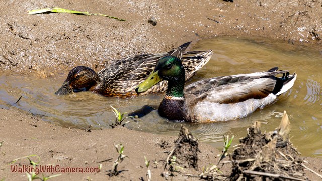A male and female mallard float side by side in shallow muddy water.