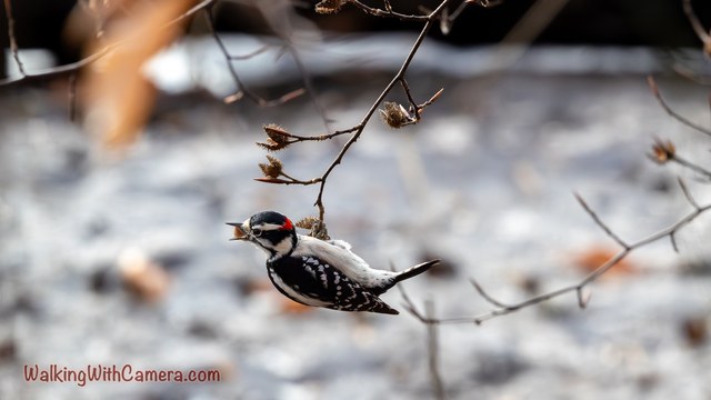 A Downy Woodpecker clings to a slender branch against a blurred pale background. Its black-and-white pattern and small red head patch are clearly visible.