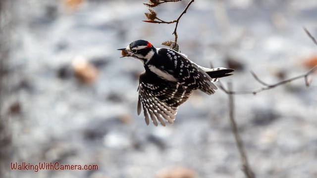 A Downy Woodpecker opens its wings just below a slender branch. Its small red head patch and spotted black-and-white feathers stand out against the blurred background.