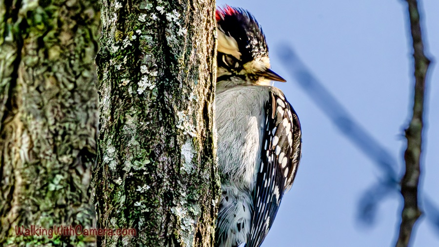 A black-and-white patterned woodpecker with a red crest peers around a lichen-covered tree trunk, with blue sky and a distant bare branch behind it.