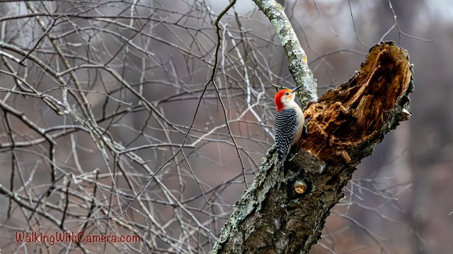 A Red-Bellied Woodpecker clings beside a broken section of tree trunk. Its red head and barred back stand out against rough wood and bare branches.