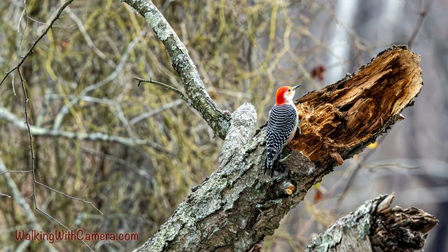 A Red-Bellied Woodpecker grips a pale tree trunk beside a splintered break. Its barred back and red head stand out among the bare branches.