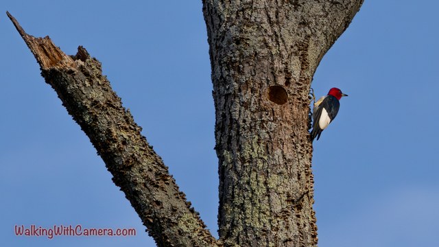 A Red-Headed Woodpecker clings to a tree trunk beside a round cavity. Its red head, black back, and white wing panel stand out against the blue sky.