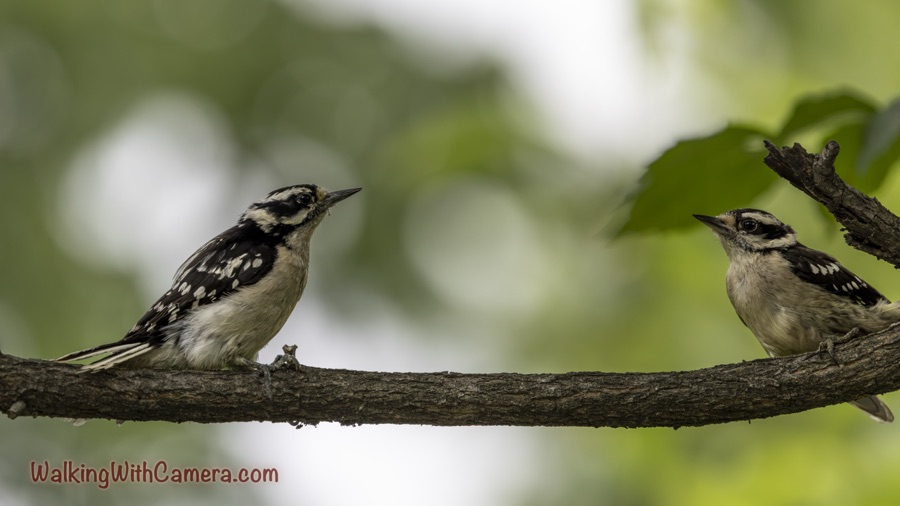 Two black-and-white Downy Woodpeckers face inward on a horizontal branch against blurred green foliage; the right bird is partly cropped.