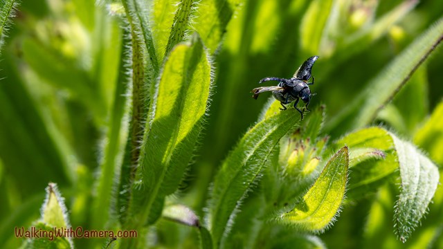 A dark beetle rests among fresh green leaves and hairy stems. Its wing covers are lifted, revealing the thin wings beneath against a softly blurred background.