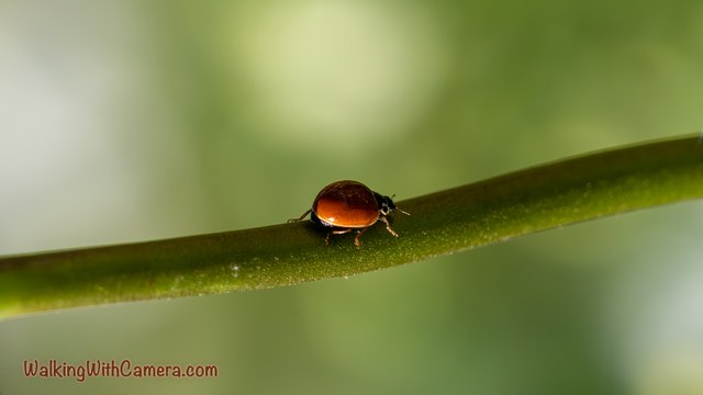 A small orange lady beetle rests on a green stem. Its rounded shell catches the light while the rest of the plant fades into the background.