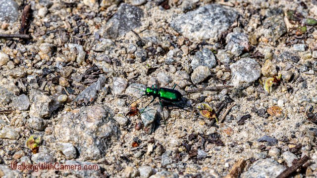 A small metallic green beetle stands on coarse gravel.