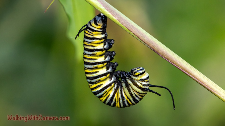 A Butterfly In The Making 🐛