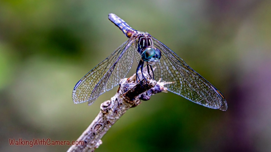 A dragonfly with large blue green eyes and veined wings rests on a twig, facing the camera against a softly blurred green and purple background.