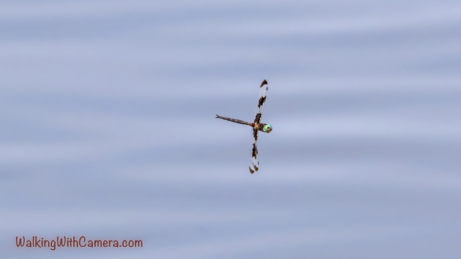 Airborne dragonfly banking against a pale blue background, with turquoise eyes, a slender brown abdomen and dark patches on transparent wings.