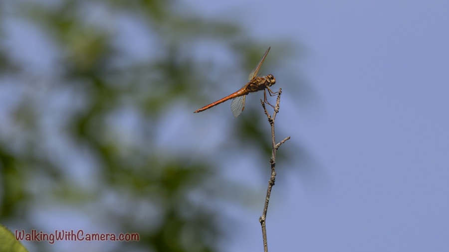 Orange dragonfly perched near the tip of a bare twig, its abdomen extending left and transparent wings outlined against blue sky.