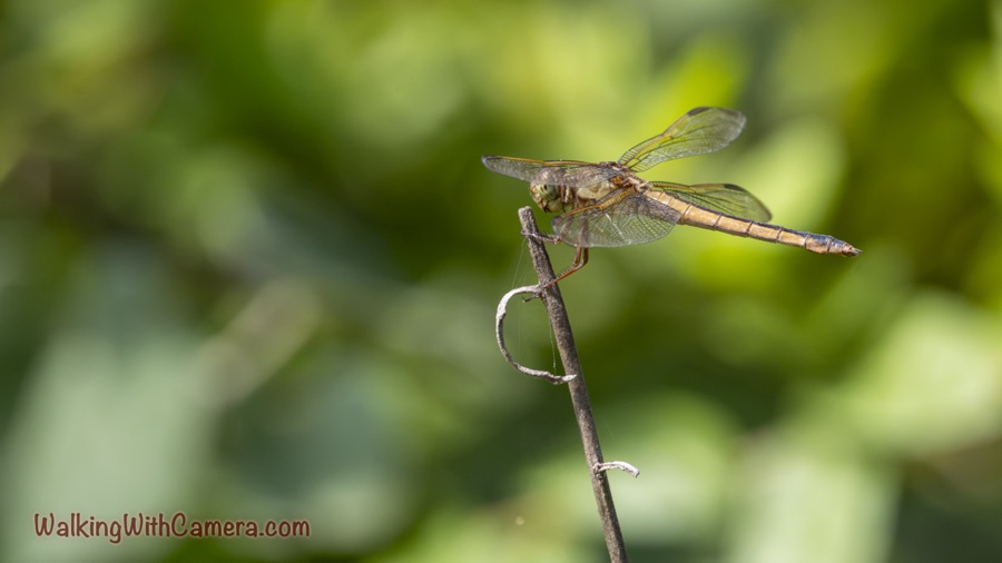 Amber-brown dragonfly perched sideways on a twig, facing left with its long segmented abdomen extending right and transparent wings spread.