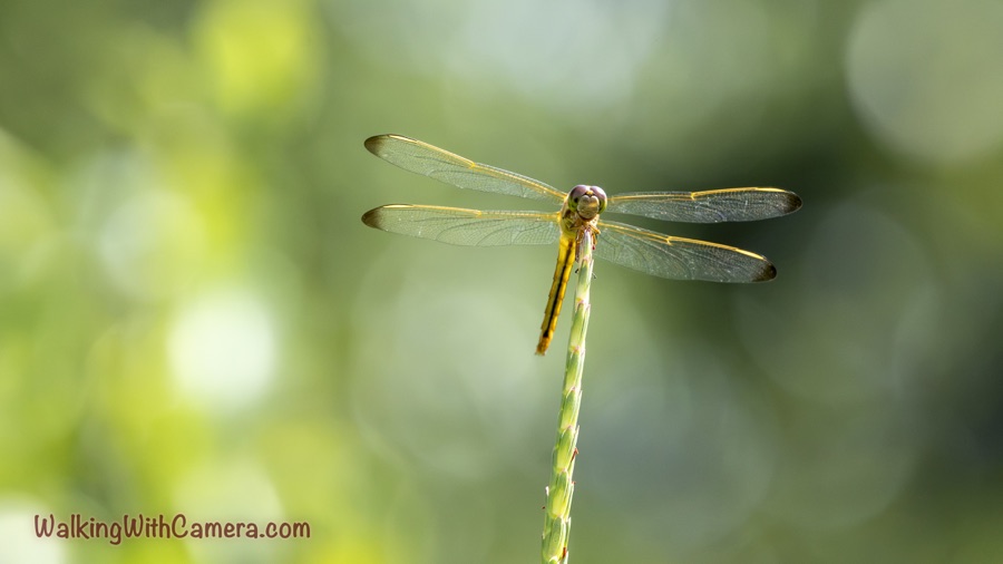 Dragonfly facing the camera atop a narrow green stem, with four transparent gold-edged wings spread and its yellow abdomen hanging behind the perch.