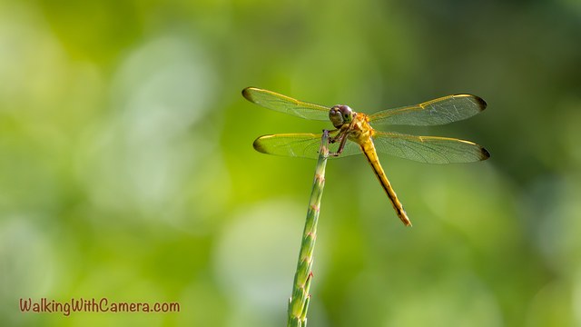 A golden dragonfly grips the tip of a narrow green stem. Four transparent wings stretch out around it against a soft green background.