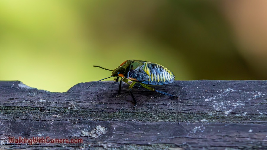 A small, colorful insect with striped yellow and dark markings and orange accents walks across rough dark tree bark against a softly blurred green background.