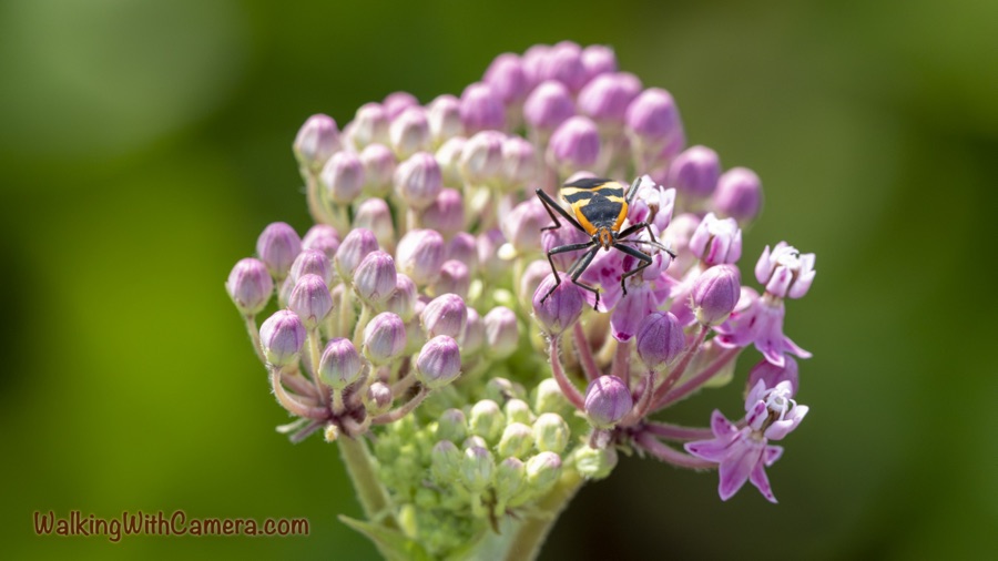 Orange-and-black Large Milkweed Bug on a cluster of pink milkweed flowers and buds against a smoothly blurred green background.