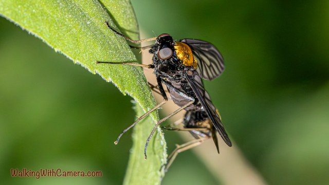 Two small insects cling along the edge of a green leaf. Their legs, patterned wings, and yellow-and-black markings are visible in the close view.