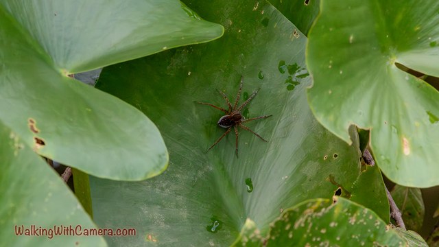 A small spider stands on a broad green leaf above the water.