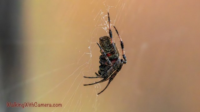 A spider is seen from the side while hanging in its web. Its folded legs and textured body contrast with the warm blurred background.