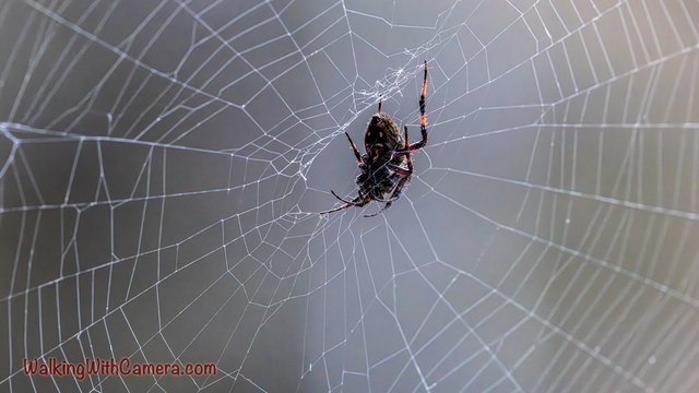 A spider hangs at the center of a round web. Fine strands fan outward and cross the muted gray background in a clear geometric pattern.