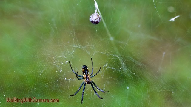 A long-legged spider hangs in its web against a green background. Fine silk strands and a small suspended object are visible above it.