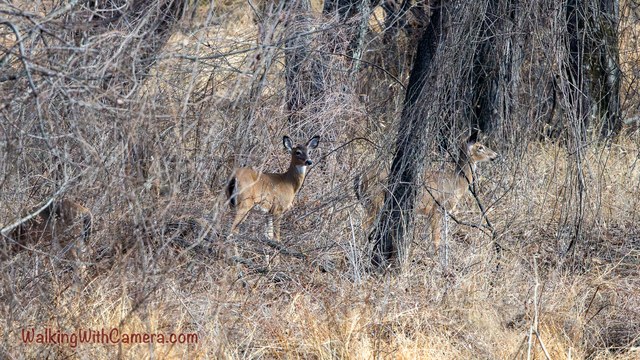 A deer pauses beside a large tree among tangled woodland branches.