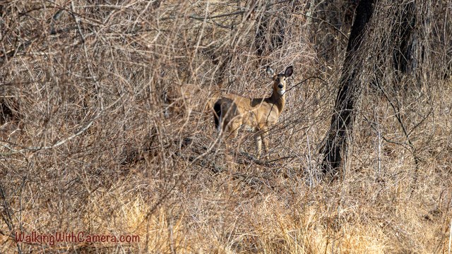 A deer stands among dry grass and bare branches near a tree trunk.