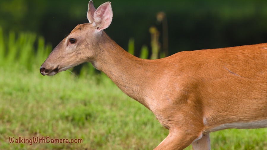 A brown deer in profile against softly blurred green vegetation.