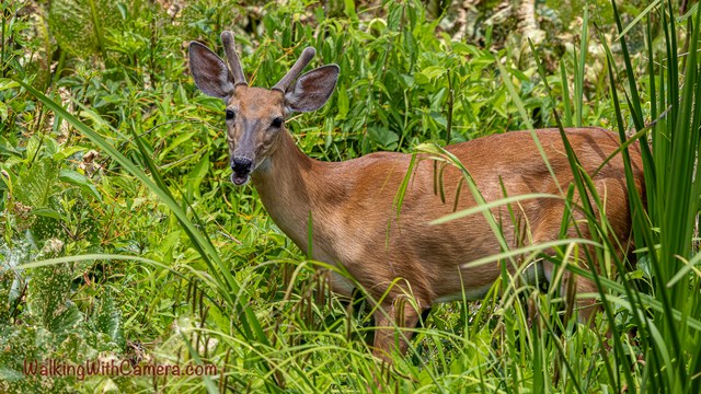 A deer stands among dense green plants with its ears lifted. Its brown coat and dark nose remain visible through the surrounding stems.